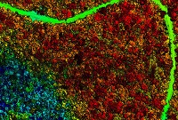 Rain Forest LiDAR Processing